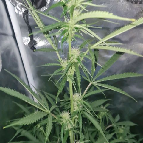 Amnesia Auto growlog timeline photo