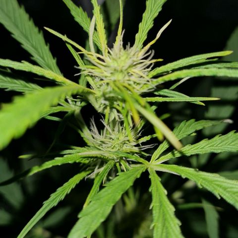 Amnesia Auto growlog timeline photo