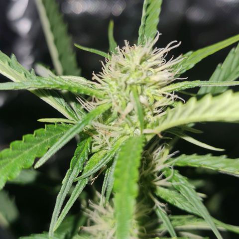 Amnesia Auto growlog timeline photo