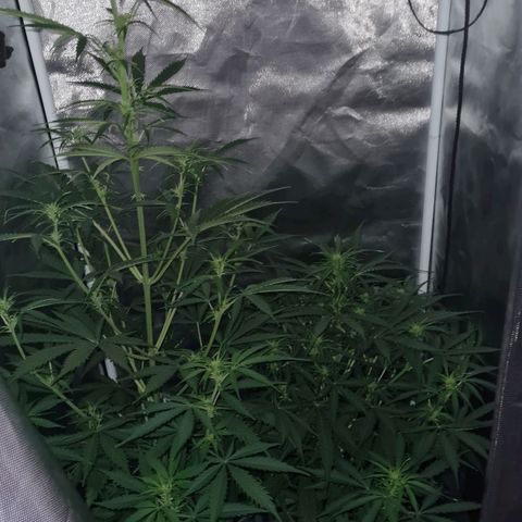 Amnesia Auto growlog timeline photo