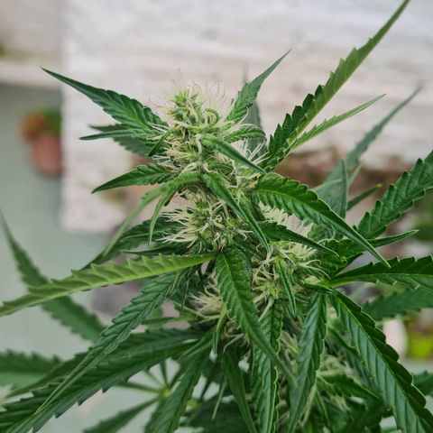 Amnesia Auto growlog timeline photo