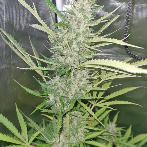 Amnesia Auto growlog timeline photo