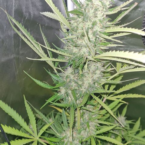 Amnesia Auto growlog timeline photo