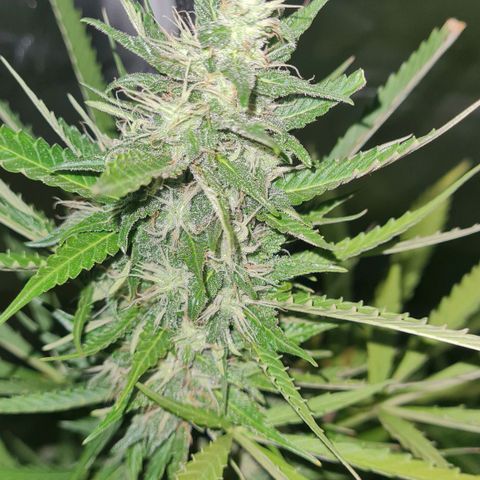 Amnesia Auto growlog timeline photo