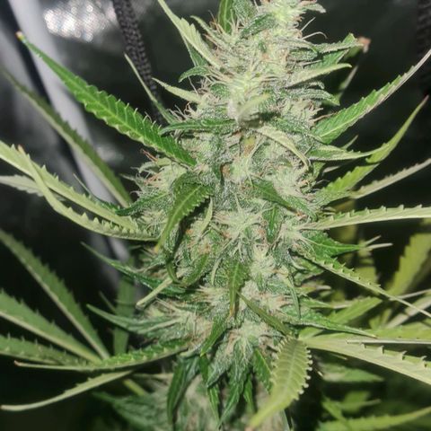 Amnesia Auto growlog timeline photo