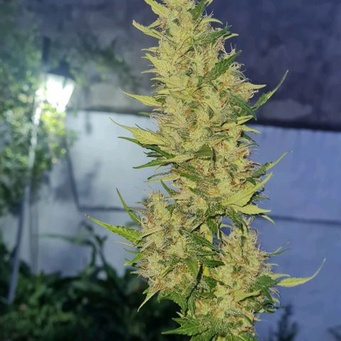 Amnesia Auto growlog timeline photo