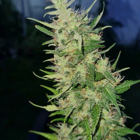 Amnesia Auto growlog timeline photo