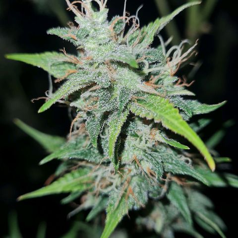 Amnesia Auto growlog timeline photo