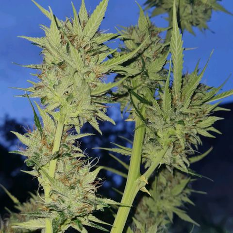Amnesia Auto growlog timeline photo