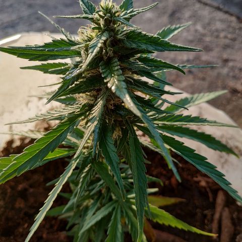 Genética desconocida #1 growlog timeline photo