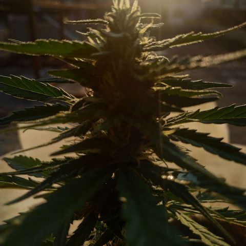 Genética desconocida #1 growlog timeline photo