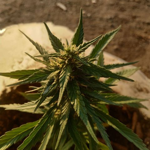 Genética desconocida #1 growlog timeline photo