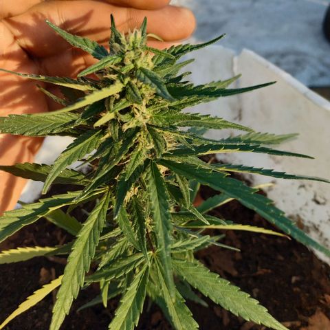 Genética desconocida #1 growlog timeline photo