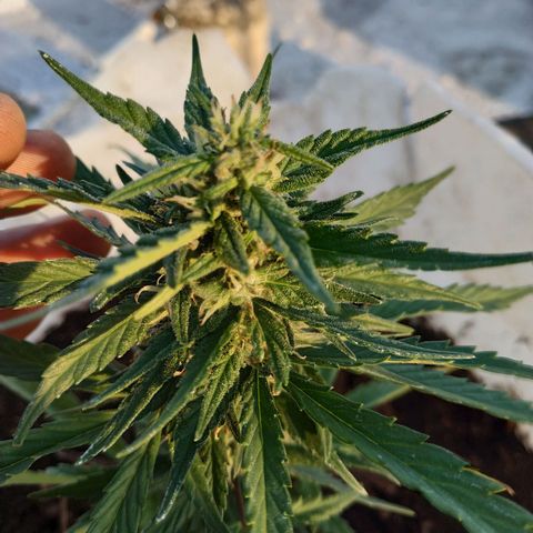 Genética desconocida #1 growlog timeline photo