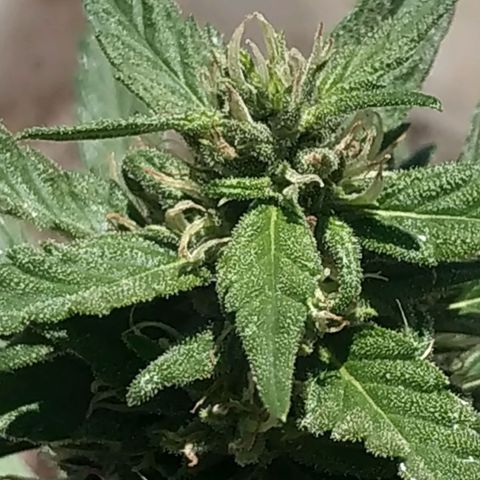 Genética desconocida #1 growlog timeline photo