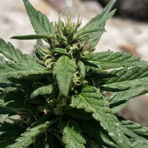 Genética desconocida #1 growlog timeline photo