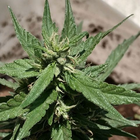Genética desconocida #1 growlog photo: Tricomas presentes aún no maduran