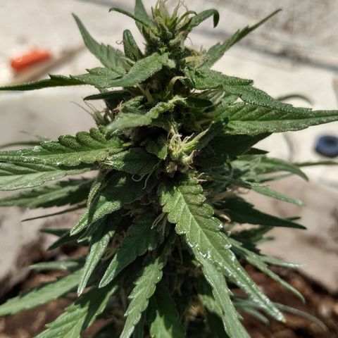 Genética desconocida #1 growlog photo: Tricomas presentes aún no maduran