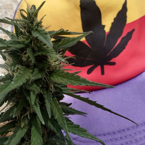 Genética desconocida #1 growlog photo: La saturación de terpenos es cada vez más alta