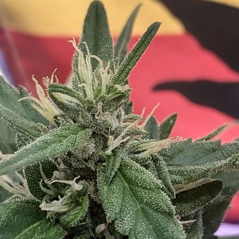 Genética desconocida #1 growlog photo: La saturación de terpenos es cada vez más alta