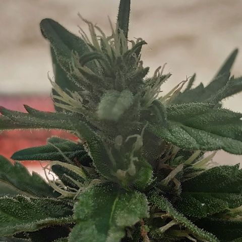 Genética desconocida #1 growlog photo: La saturación de terpenos es cada vez más alta