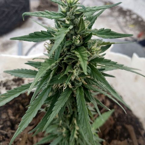 Genética desconocida #1 growlog timeline photo