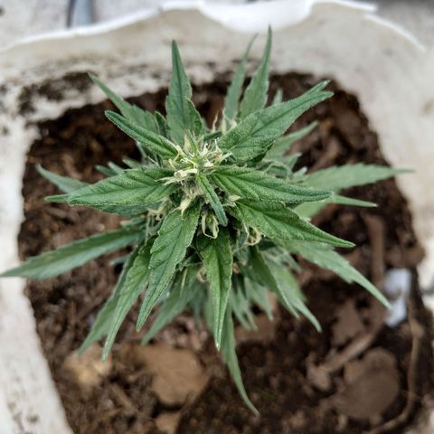 Genética desconocida #1 growlog timeline photo