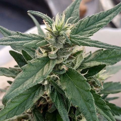 Genética desconocida #1 growlog timeline photo