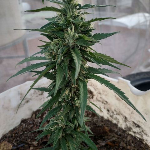 Genética desconocida #1 growlog timeline photo