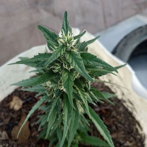 Genética desconocida #1 growlog timeline photo
