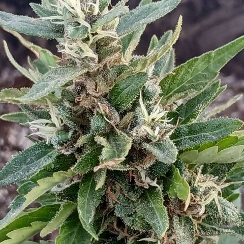 Genética desconocida #1 growlog timeline photo