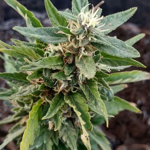 Genética desconocida #1 growlog timeline photo