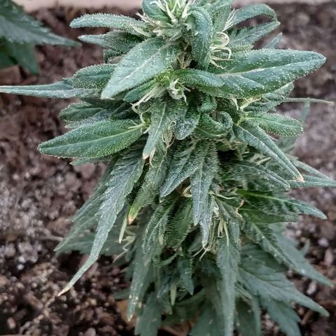 Genética desconocida #1 growlog timeline photo