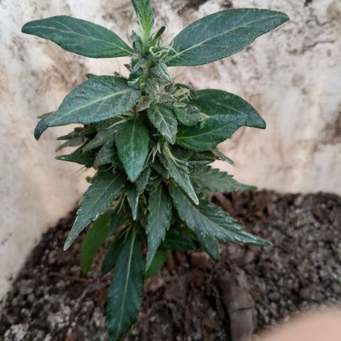 Genética desconocida #1 growlog timeline photo