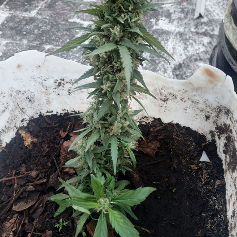 Genética desconocida #1 growlog timeline photo
