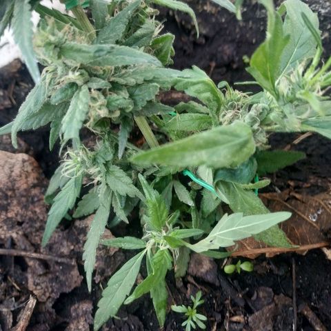 Genética desconocida #1 growlog timeline photo