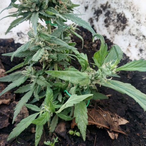 Genética desconocida #1 growlog timeline photo