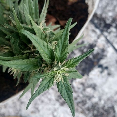 Genética desconocida #1 growlog timeline photo