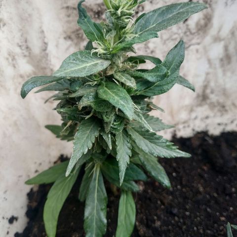 Genética desconocida #1 growlog timeline photo