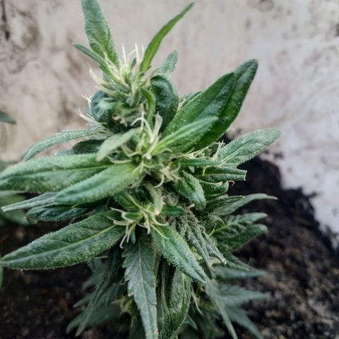 Genética desconocida #1 growlog timeline photo