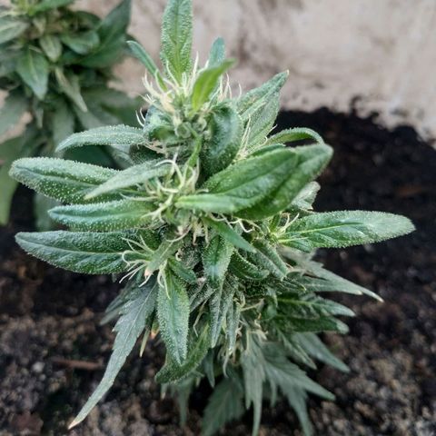 Genética desconocida #1 growlog timeline photo