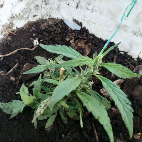 Genética desconocida #1 growlog photo: Se podo el arbolito superior 