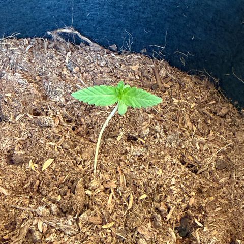 Apple Fritter Auto growlog timeline photo