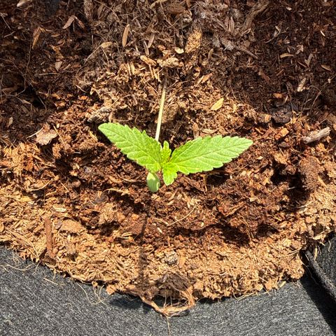 Apple Fritter Auto growlog timeline photo