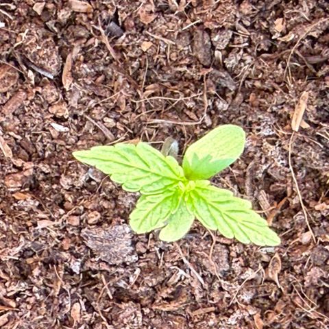 Titan F1 3 cotylédons  growlog timeline photo