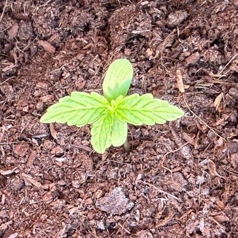 Titan F1 3 cotylédons  growlog timeline photo