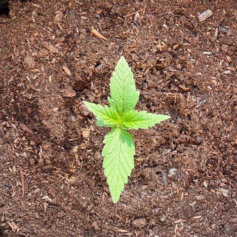 Cookies Gelato Auto growlog timeline photo