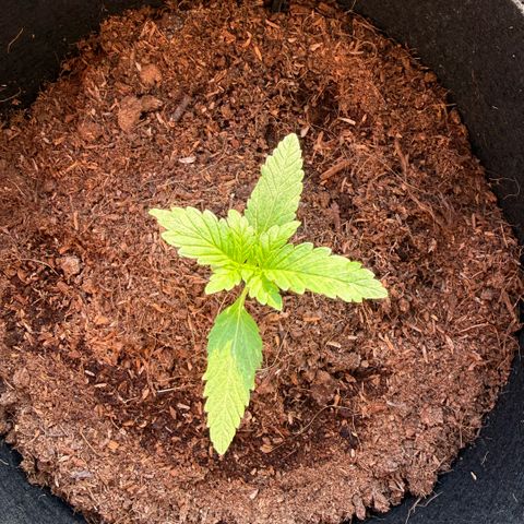 Apple Fritter Auto growlog timeline photo