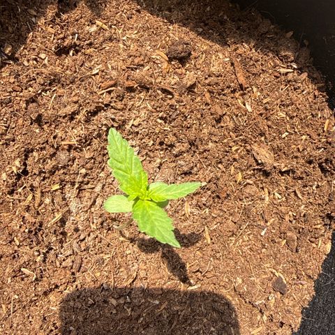 Titan F1 3 cotylédons  growlog timeline photo