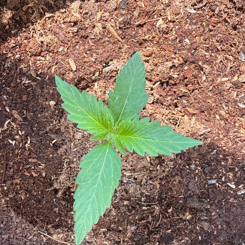Cookies Gelato Auto growlog timeline photo